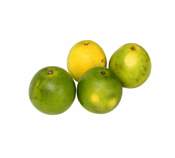 Laranja - Imagem 4